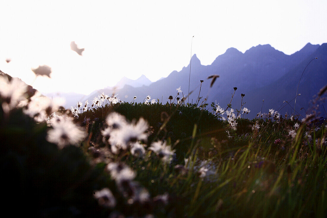 Cotton grass on meadow, mountain scenery in background, Allgau, Bavaria, Germany