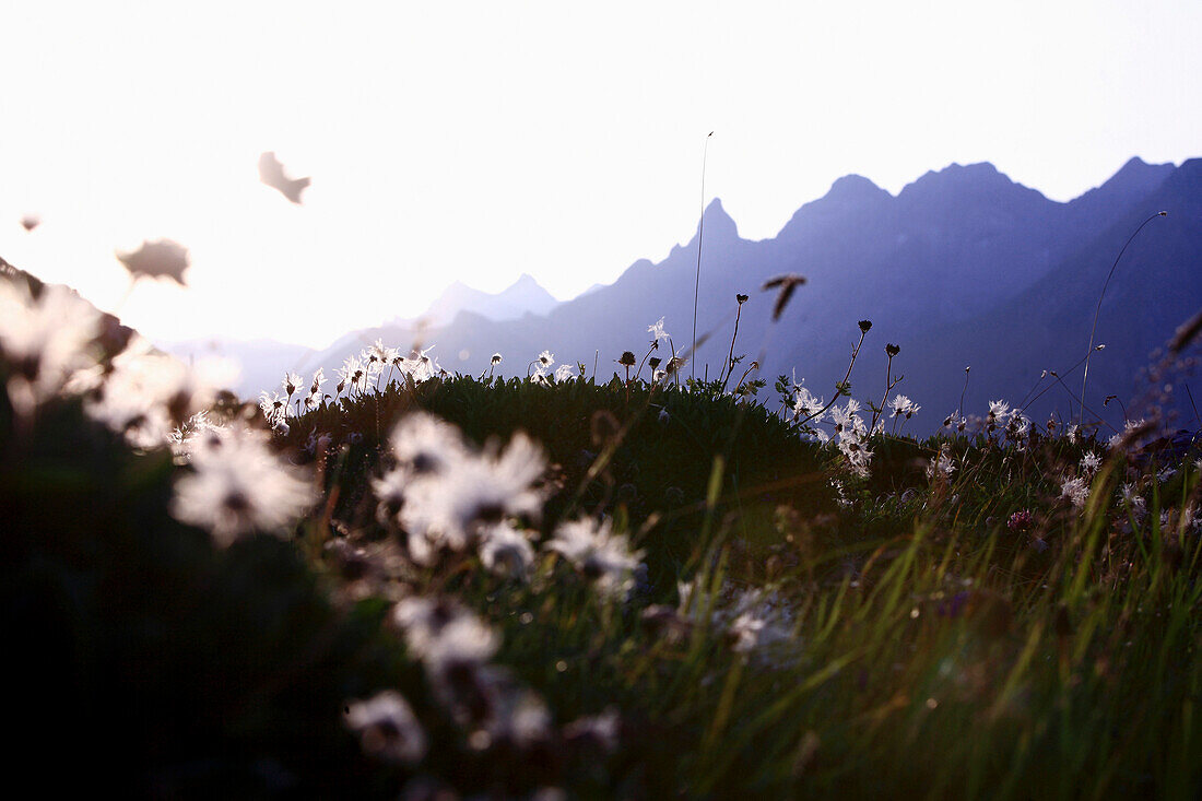 Wollgräser auf einer Wiese, Gebirge im Hintergrund, Allgäu, Bayern, Deutschland