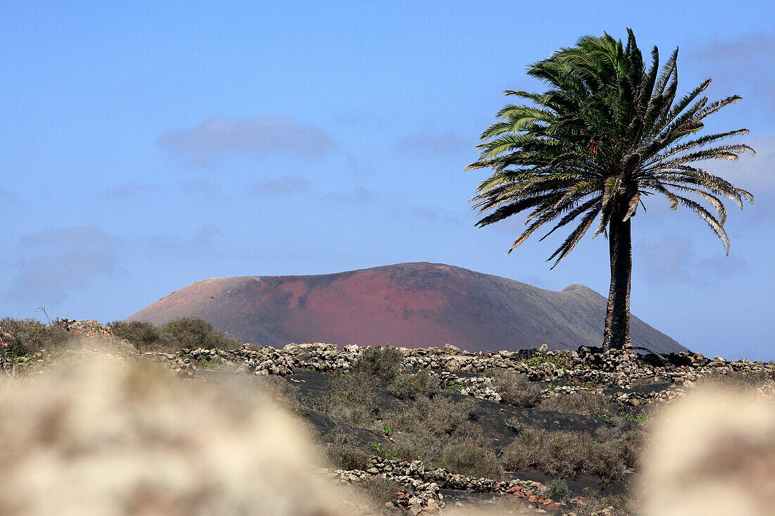 Berg und Palme auf Lanzarote, Lanzarote, Spanien