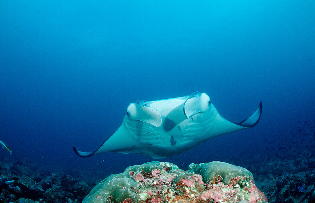 Manta ueber Putzerstation, Manta Birostris, Malediven, Indischer Ozean, Meemu Atoll