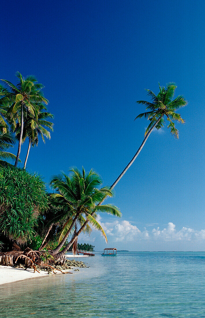 Palmenstrand, Malediven, Indischer Ozean, Medhufushi, Meemu Atoll