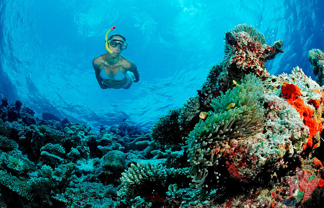 Schnorcheln an Korallenriff, Malediven, Indischer Ozean, Ari Atoll