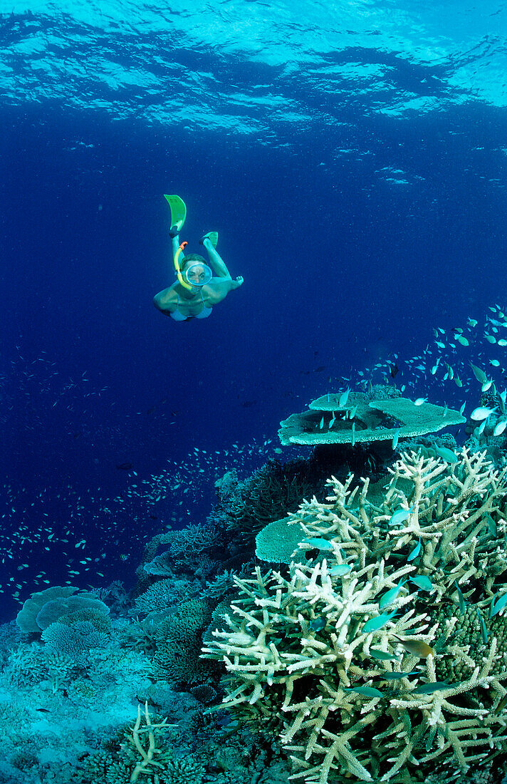 Snorkeling over Coral Reef, Maldives, Indian Ocean, Ari Atoll