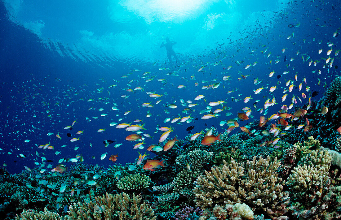 Coral Fishes and Snorkeler, Pseudanthias, Chromis, Maldives, Indian Ocean, Meemu Atoll