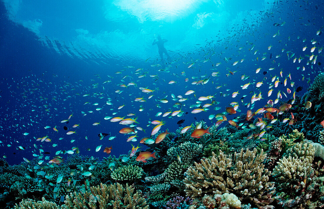 Korallenfische und Schnorchler, Pseudanthias, Chromis, Malediven, Indischer Ozean, Meemu Atoll