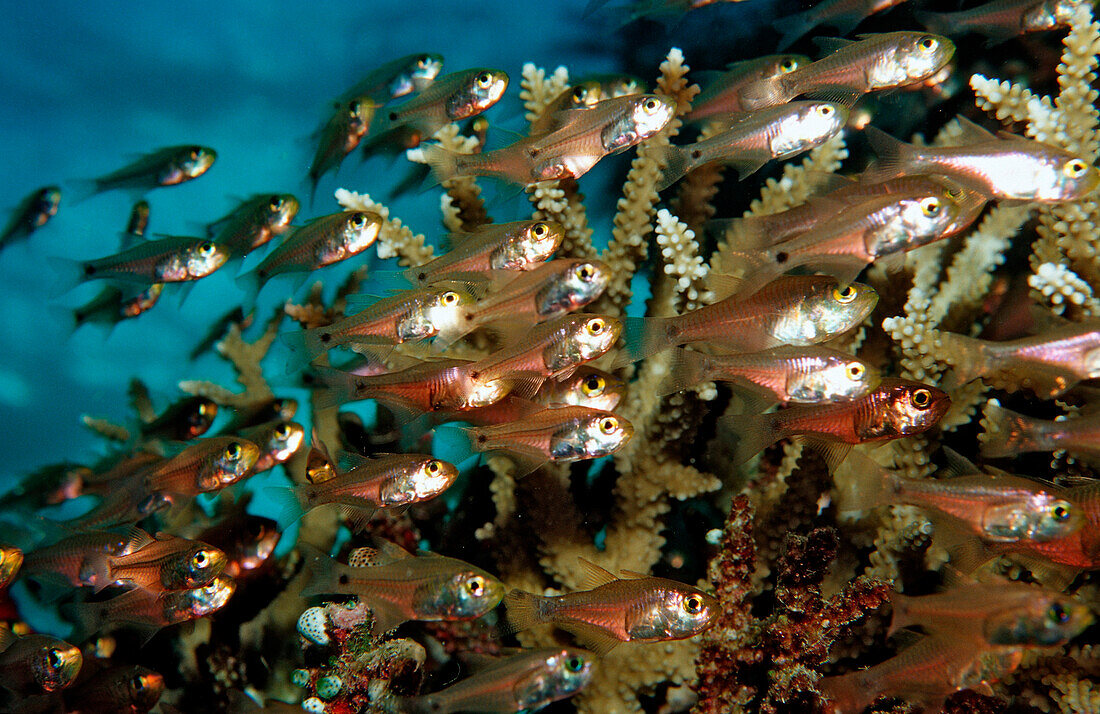 Glasfische zwischen Korallen, Parapriacanthus ransonneti, Malediven, Indischer Ozean, Meemu Atoll