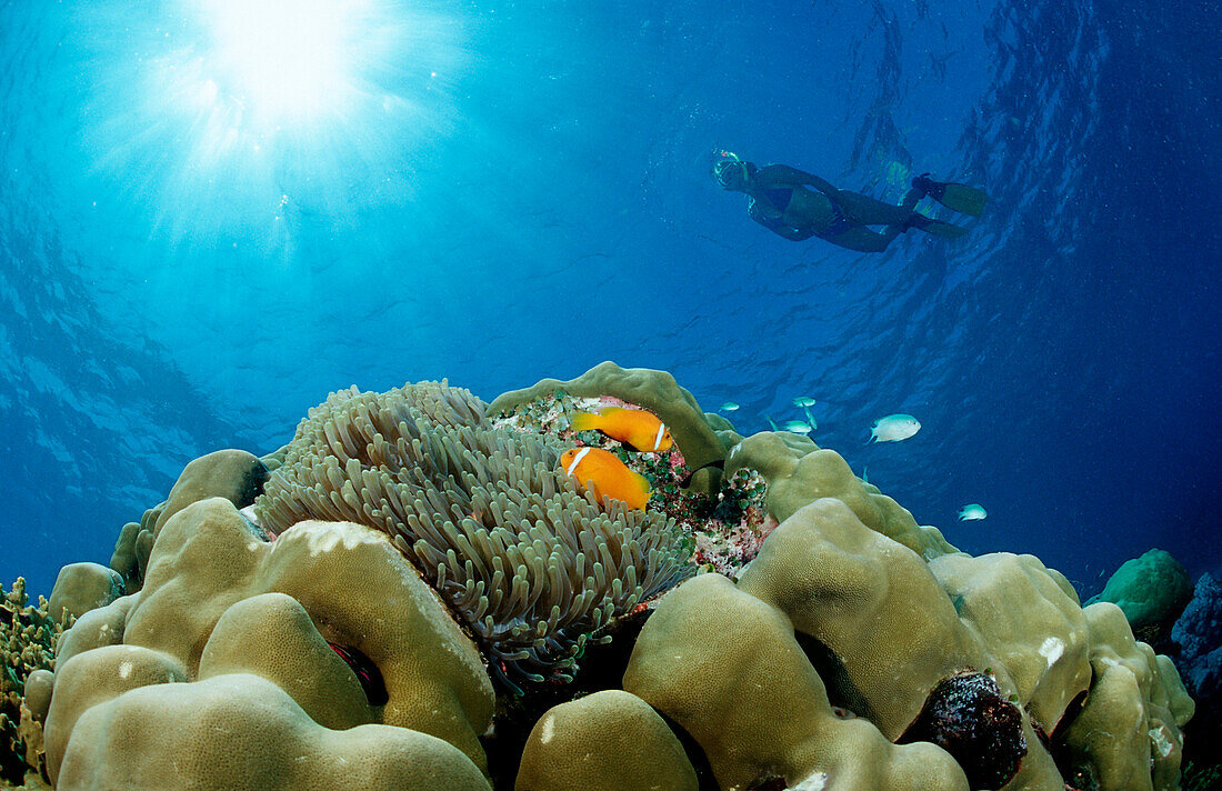 Malediven-Anemonenfische und Schnorchlerin, Amphiprion nigripes, Malediven, Indischer Ozean, Meemu Atoll