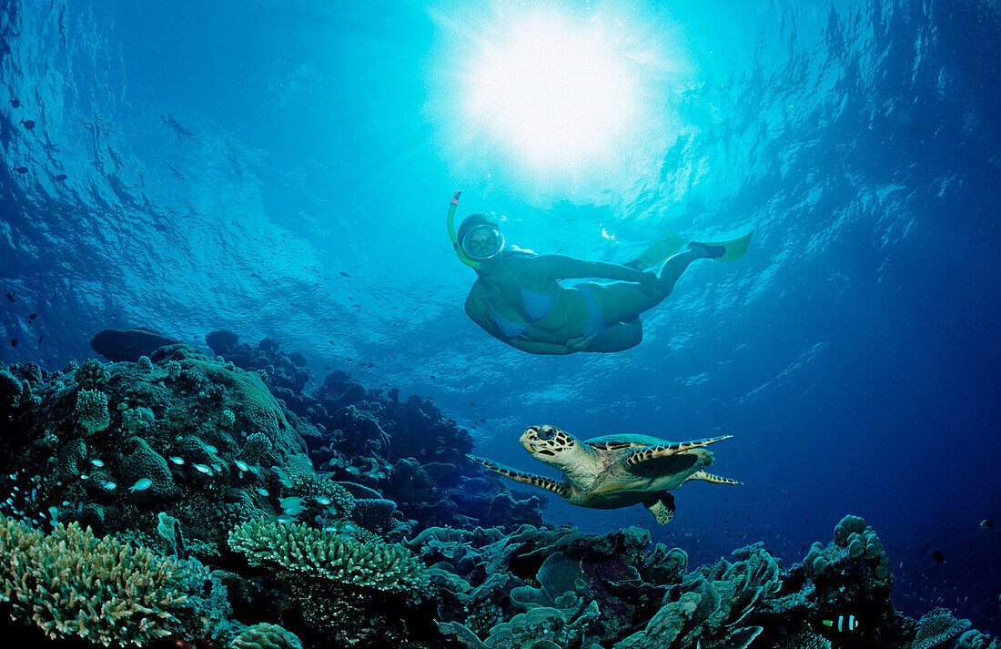 Hawksbill Turtle and Skin Diver, Eretmochelys imbricata, Maldives, Indian Ocean, Meemu Atoll