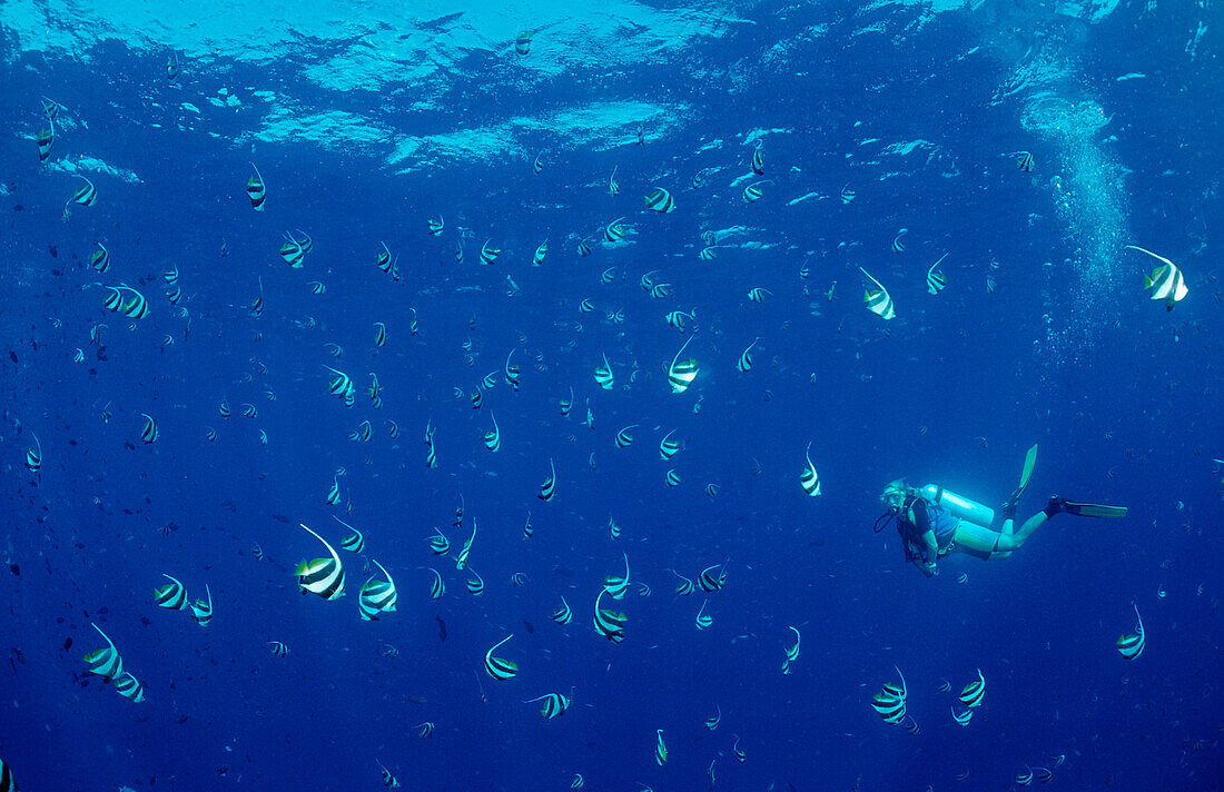 Taucher und Schwarm Wimpelfische, Heniochus diphreutes, Malediven, Indischer Ozean, Meemu Atoll