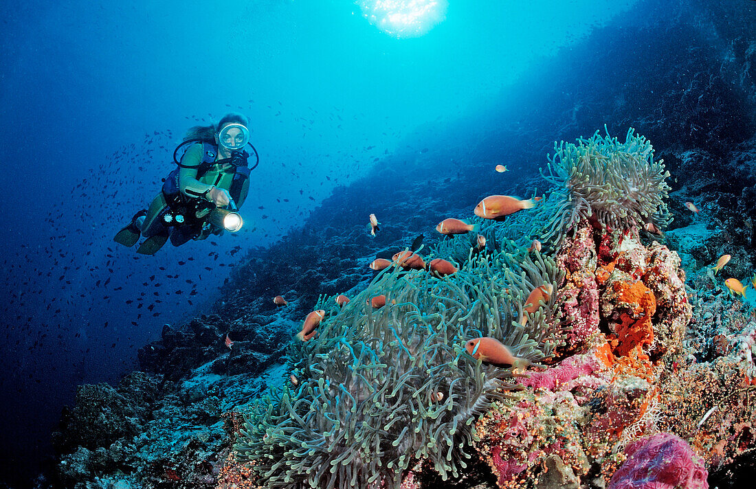 Taucher und Malediven-Anemonenfische, Amphiprion nigripes, Malediven, Indischer Ozean, Meemu Atoll