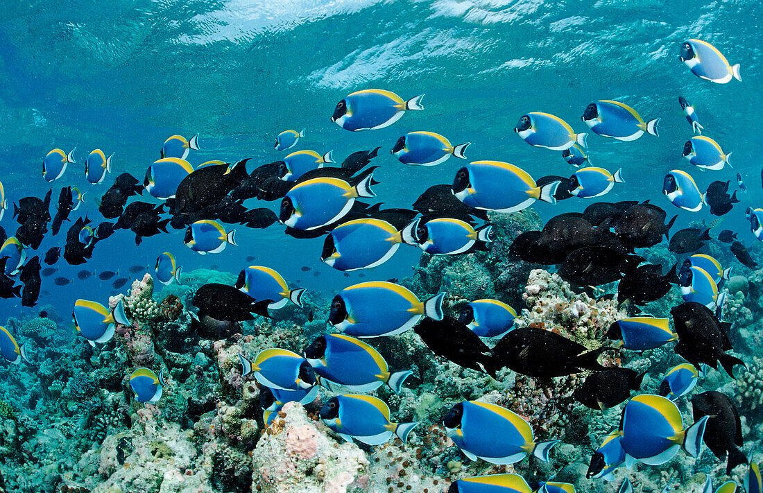 schooling Surgeonfishes, Powder Blue Tang, Acanthurus leucosternon, Maldives, Indian Ocean, Meemu Atoll