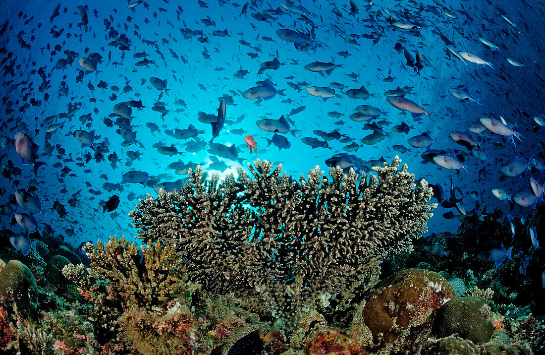 Korallenriff mit grossem Schwarm Rotzahn-Drueckerfischen, Odonus niger, Malediven, Indischer Ozean, Meemu Atoll