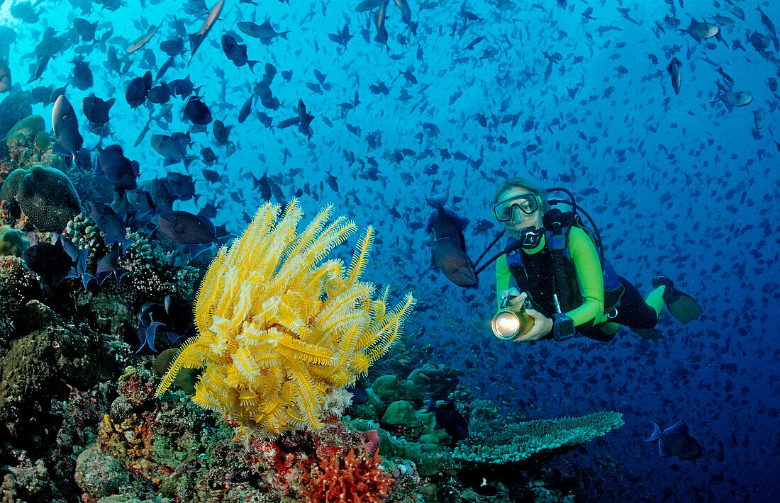 Taucher und gelber Federstern und Rotzahn-Drueckerfische, Odonus niger, Malediven, Indischer Ozean, Meemu Atoll