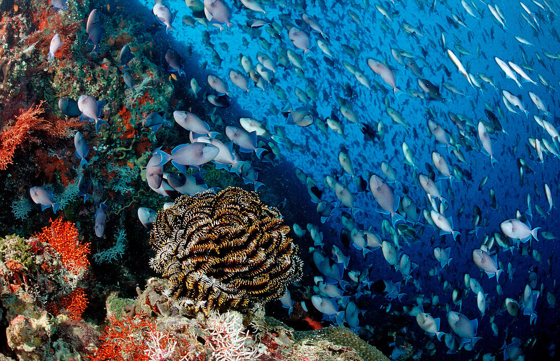 Coral Reef with giant Shoal of Redtooth Triggerfishes, Odonus niger, Maldives, Indian Ocean, Meemu Atoll