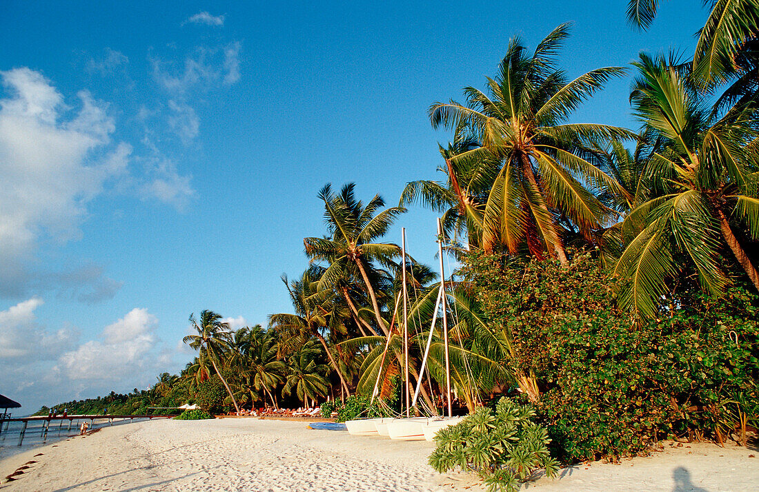 Katamarane am Palmenstrand, Malediven, Indischer Ozean, Medhufushi, Meemu Atoll