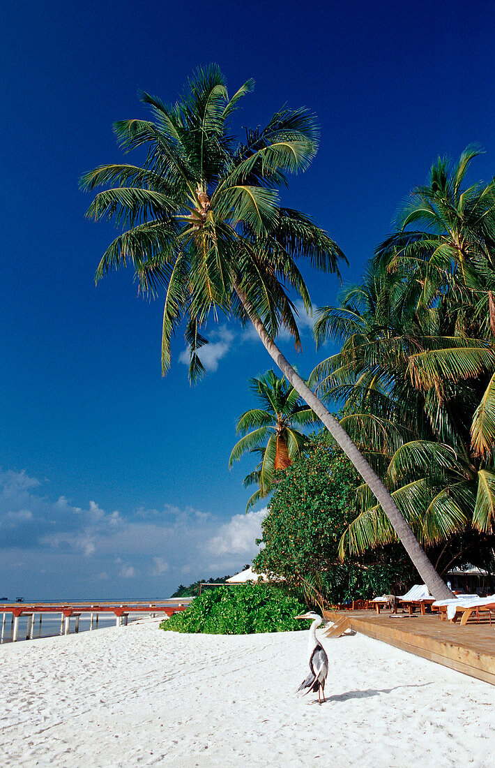 Graureiher am Strand, Ardea cinerea, Malediven, Indischer Ozean, Medhufushi, Meemu Atoll