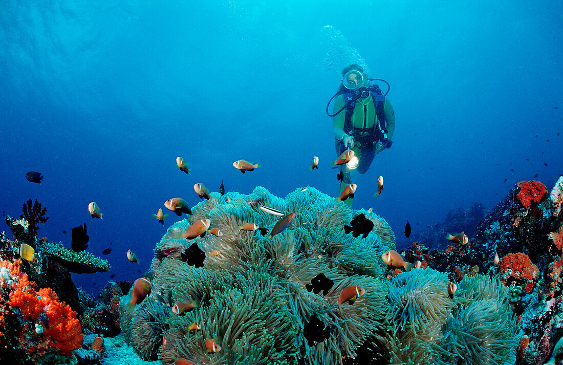 Malediven-Anemonenfische und Taucher, Amphiprion nigripes, Malediven, Indischer Ozean, Meemu Atoll
