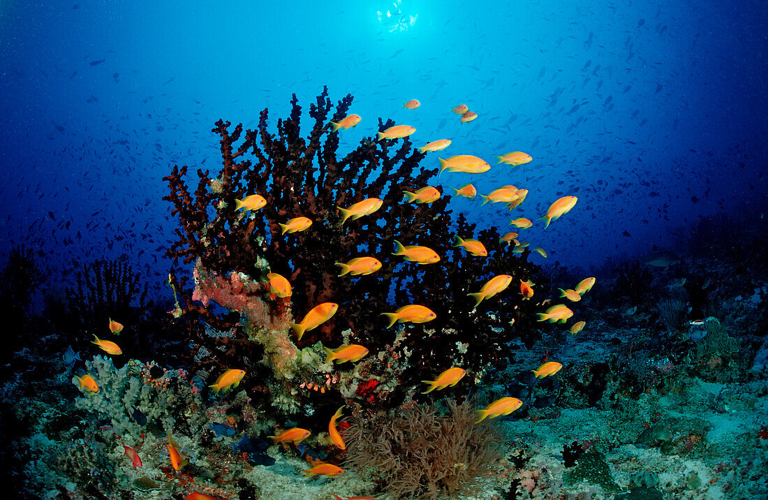 Korallenriff mit Fahnenbarschen, Pseudanthias squamipinnis, Malediven, Indischer Ozean, Meemu Atoll