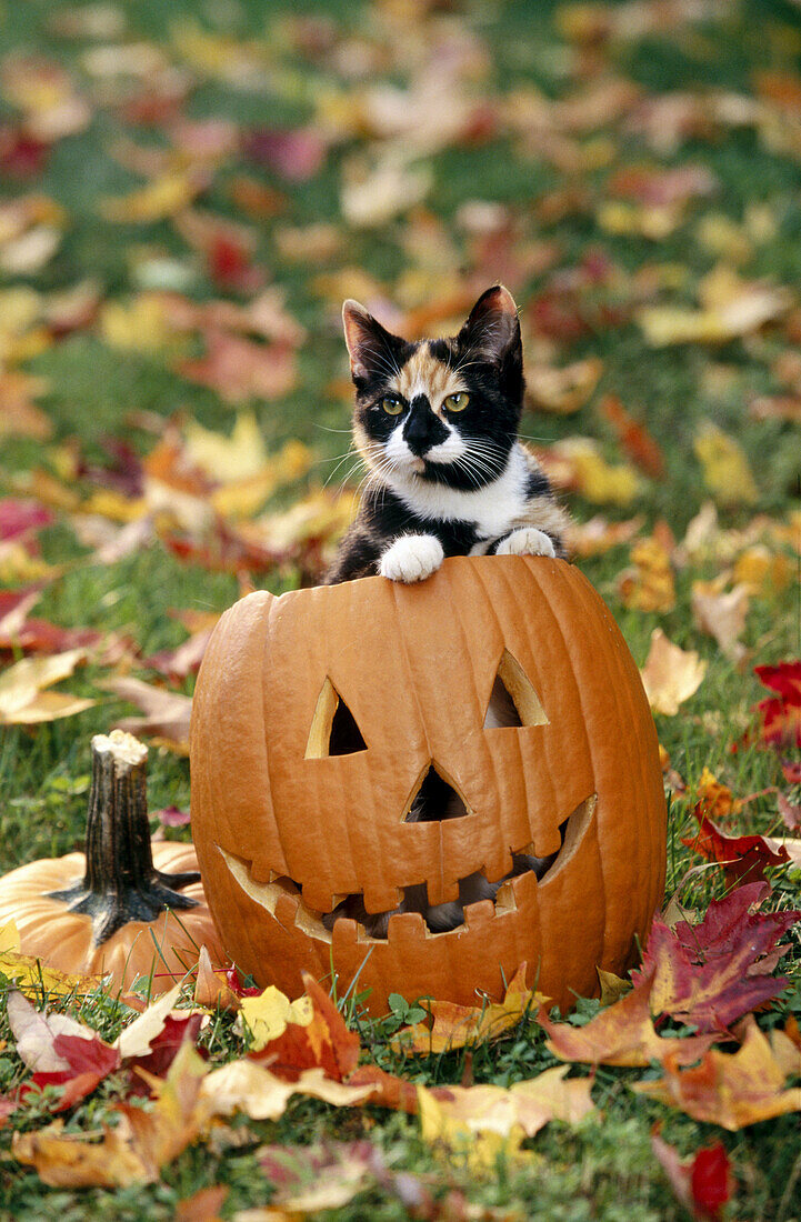Cat on Halloween pumpkin