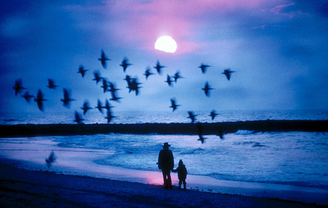 Flock of birds at sunset on the beach