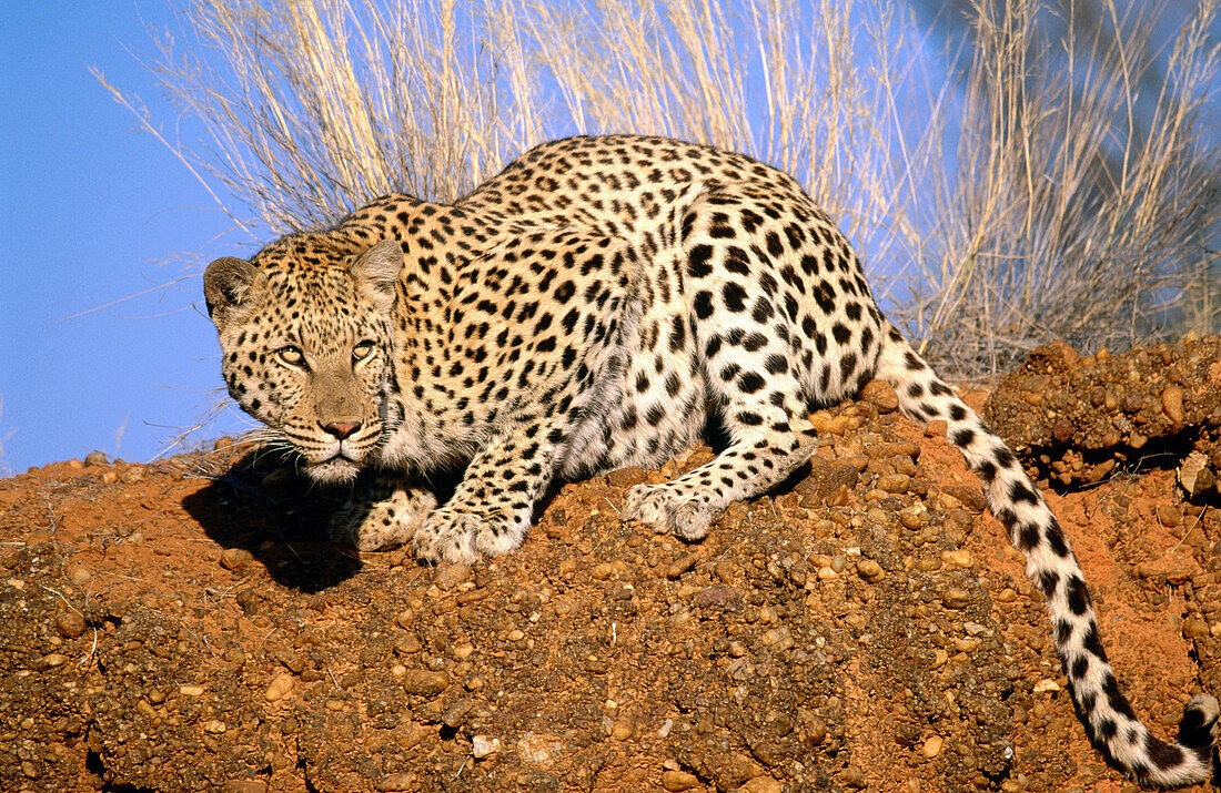 Leopard (Panthera pardus), captive. Namibia