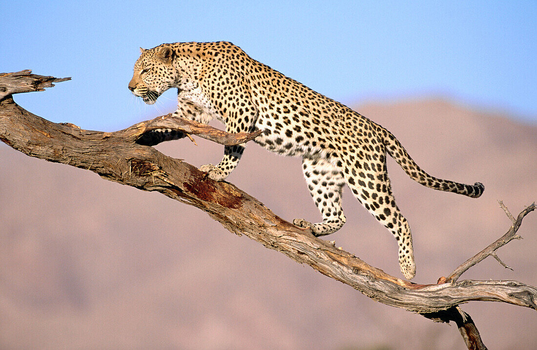 Leopard (Panthera pardus), captive. Namibia