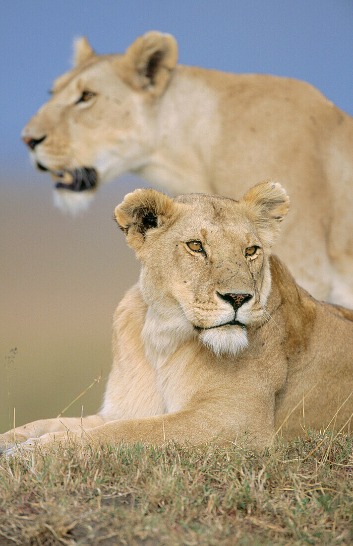 Lions (Panthera leo), female after hunting. Masai Mara. Kenya