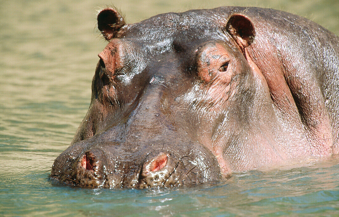 Hippopotamus (Hippopotamus amphibius). Masai Mara. Kenya