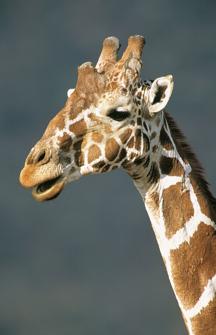 Reticulated Giraffe (Giraffa camelopardalis reticulata). Samburu National Reserve. Kenya