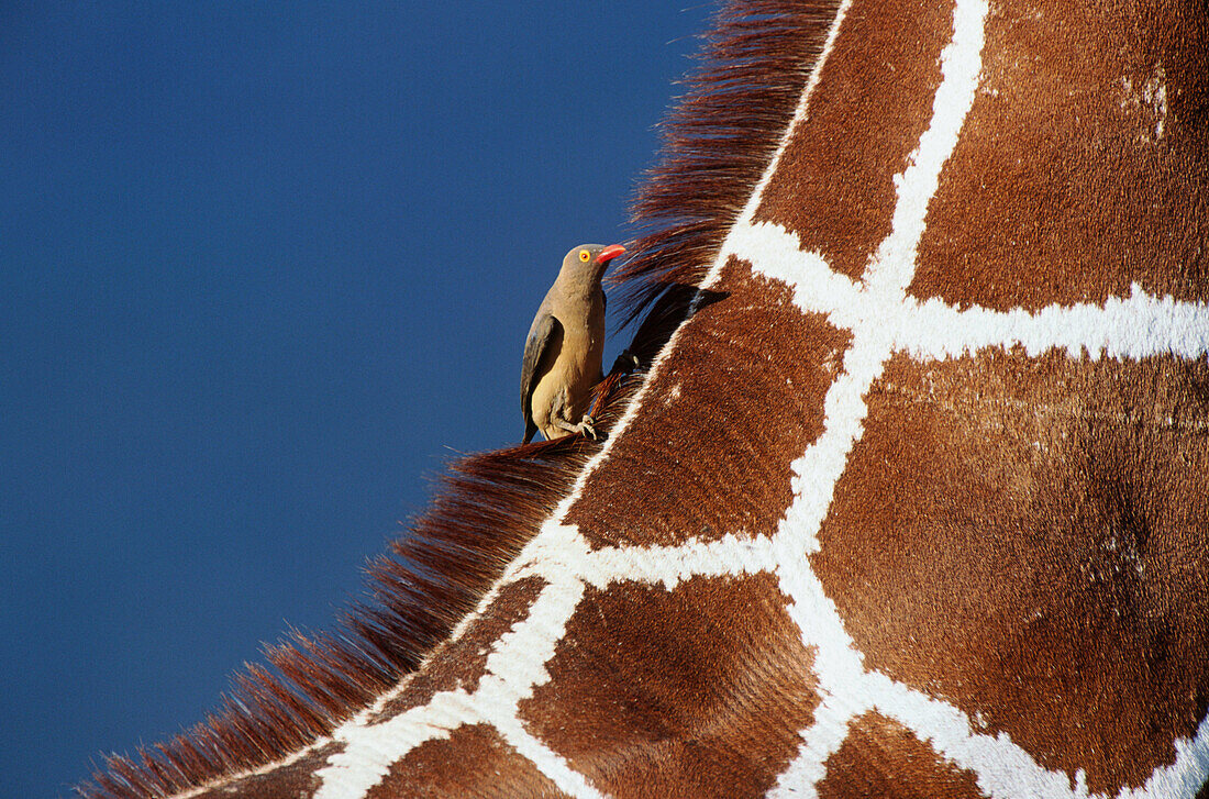 Reticulated Giraffe (Giraffa camelopardalis reticulata) with Red-billed Oxpeckers (Buphagus erythrorhynchus)