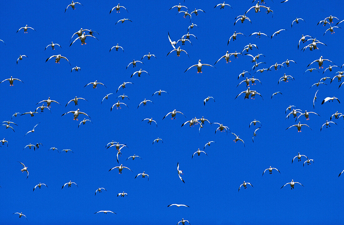 Snow Geese (Chen caerulescens), landing flock. Bosque del Apache National Wildlife Refuge. New Mexico. USA