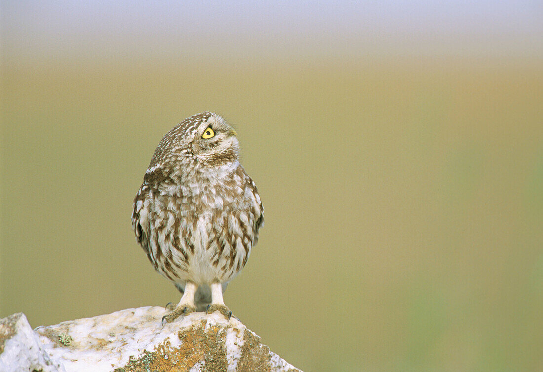 Little Owl (Athene noctua). Extremadura. Spain