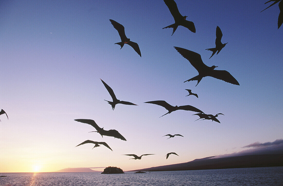 Frigate Birds (Fregata sp.). Fernandina. Galápagos Islands
