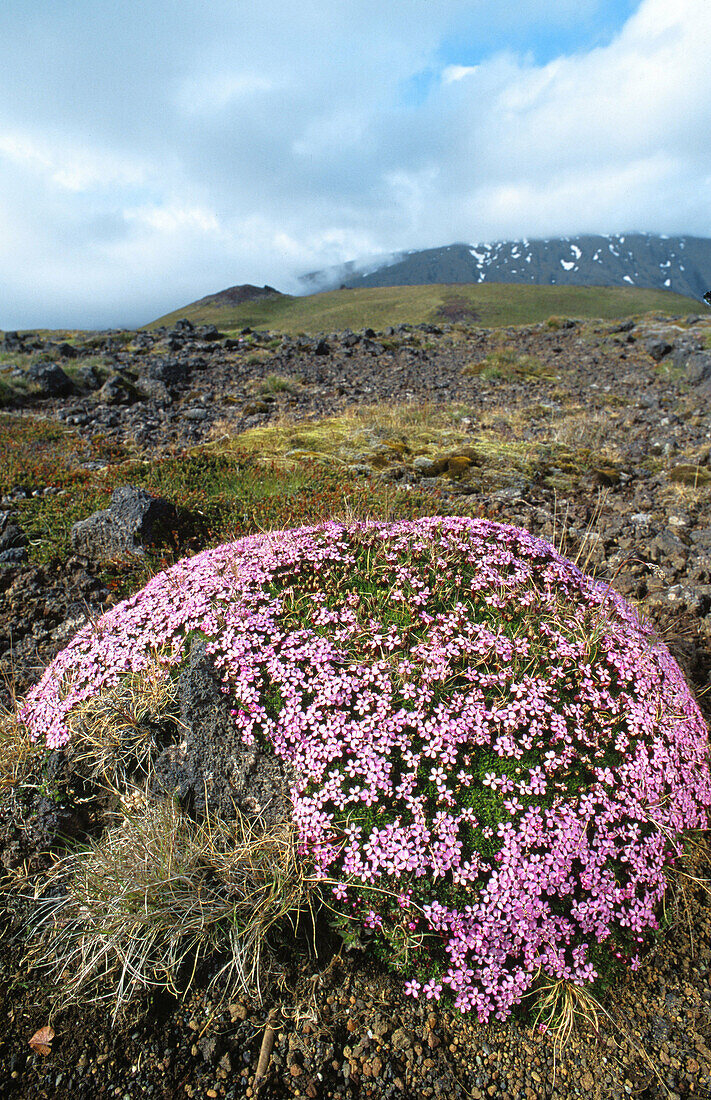 Moss Campion (Silene acaulis). Iceland