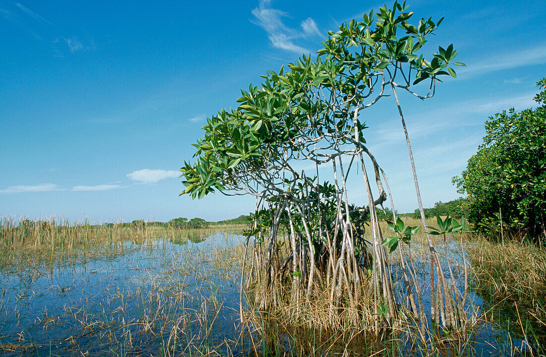 Red Mangrove (Rhizophora mangle). Everglades National Park. Florida. USA