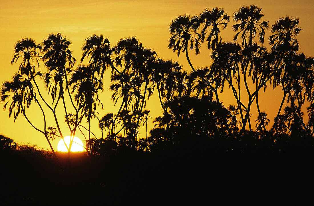 Doum Palms (Hyphaene compressa) at sunrise. Samburu National Reserve. Kenia
