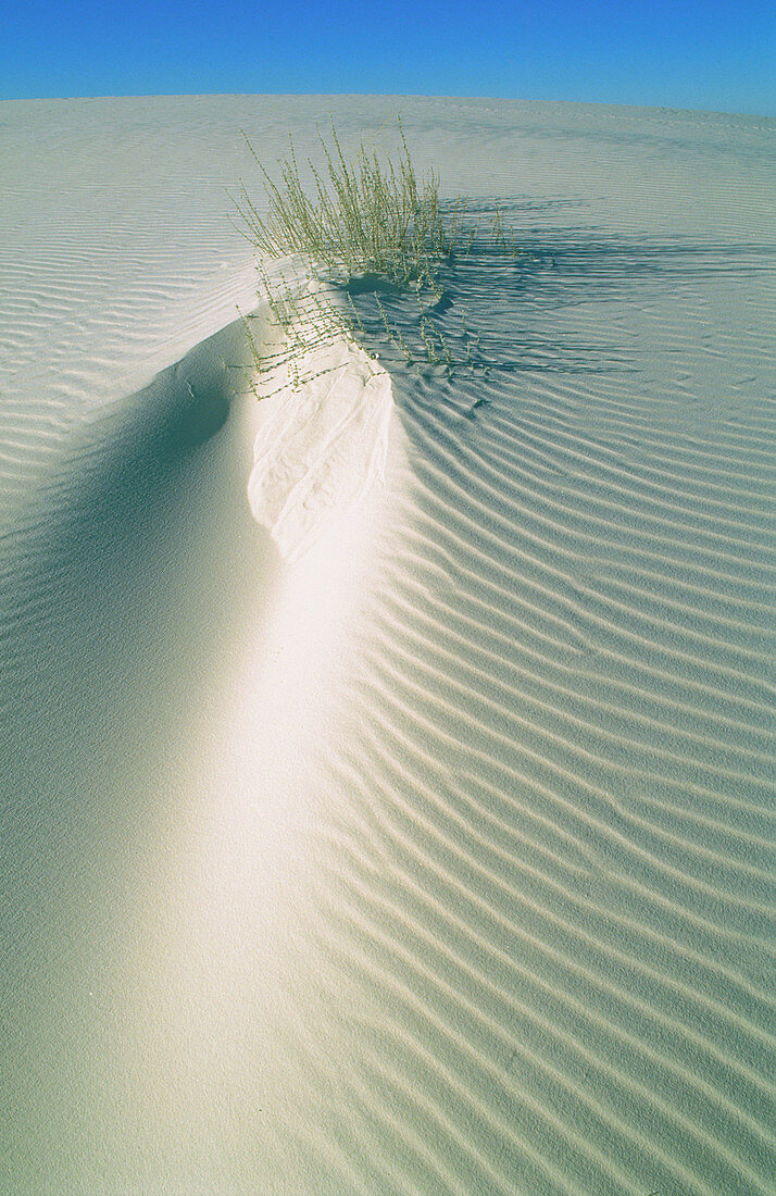 Gypsum sand dunes. White Sands National Monument. New Mexico. USA