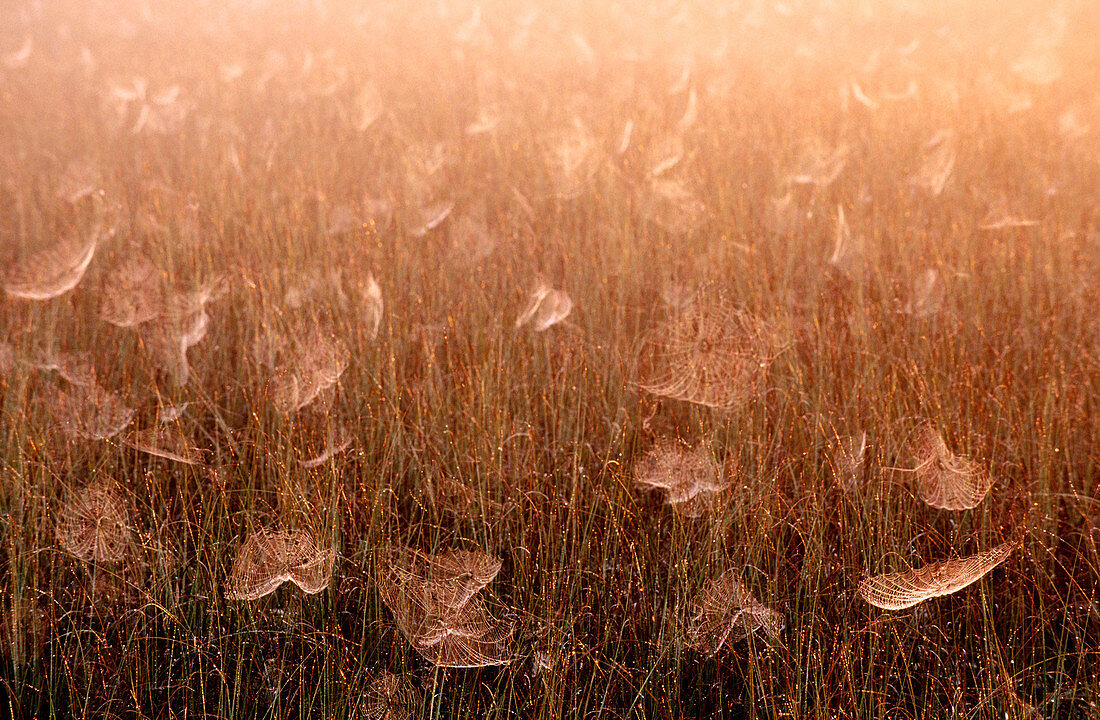 Spider webs at sunrise. Everglades National Park. Florida. USA