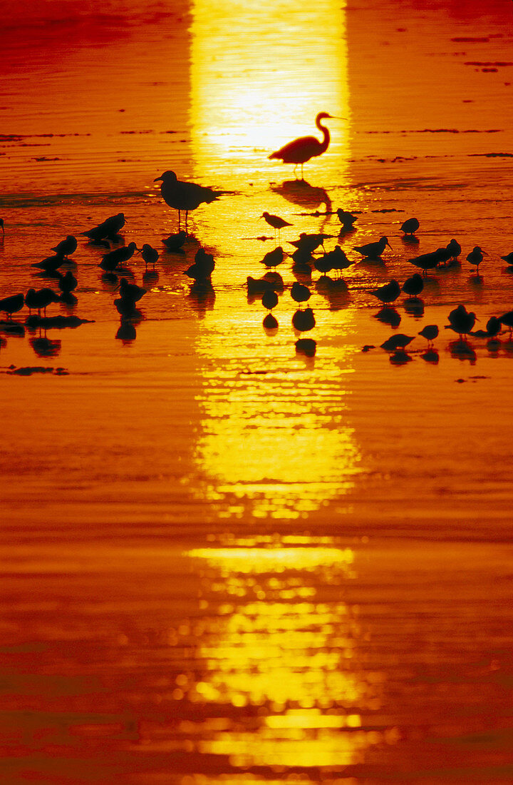 Wading birds at sunset. Sanibel Island. Florida. USA