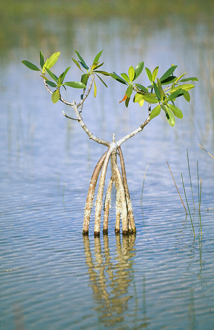 Red Mangrove (Rhizophora mangle). Everglades Natinal Park. Florida. USA