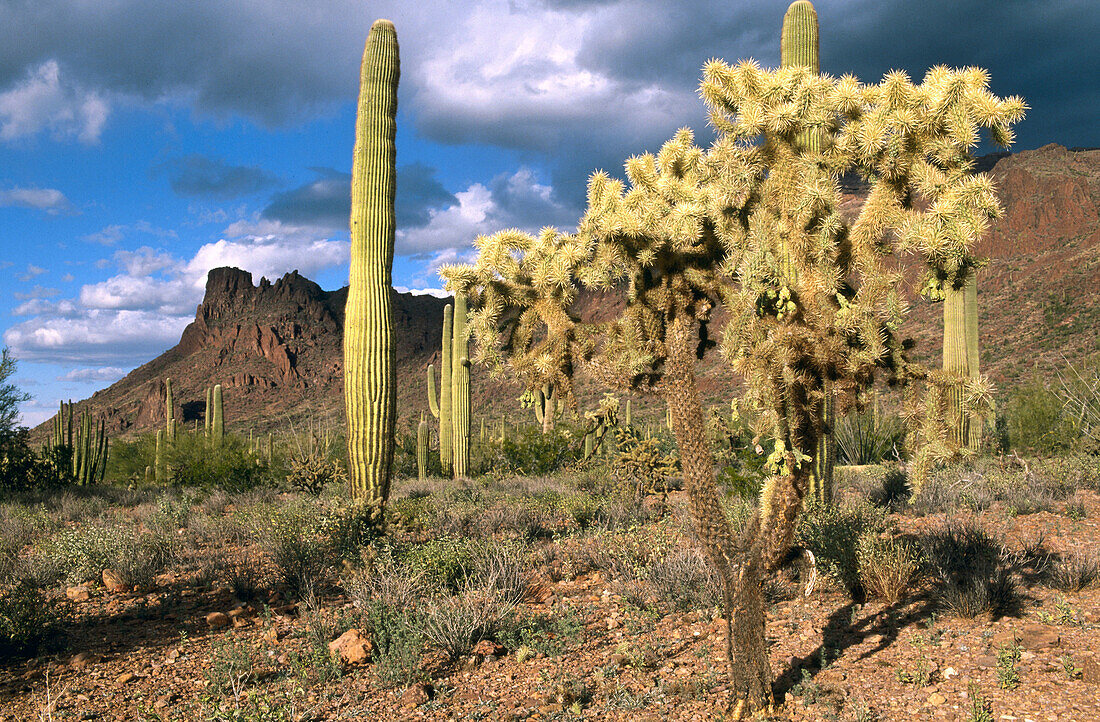 Saguaro (Carnegia gigantea) and Chainfruit Cholla (Opuntia fulgida). Organ Pipe Cactus National Monument. Arizona. USA