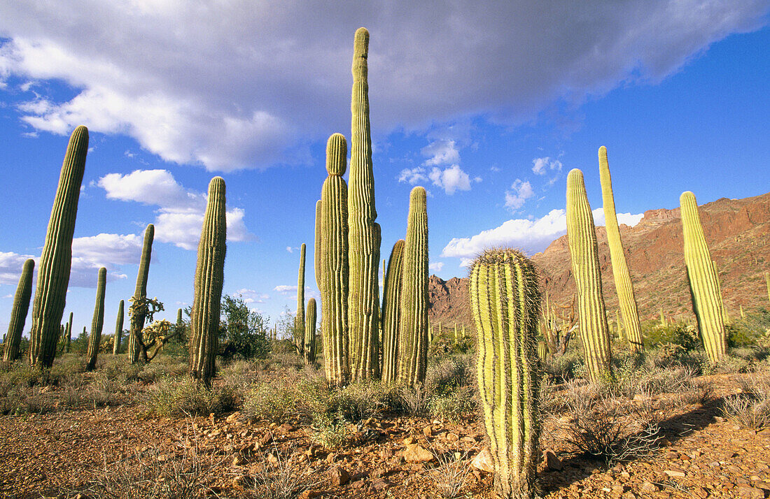 Saguaro (Carnegia gigantea). Organ Pipe Cactus National Monument. Arizona. USA