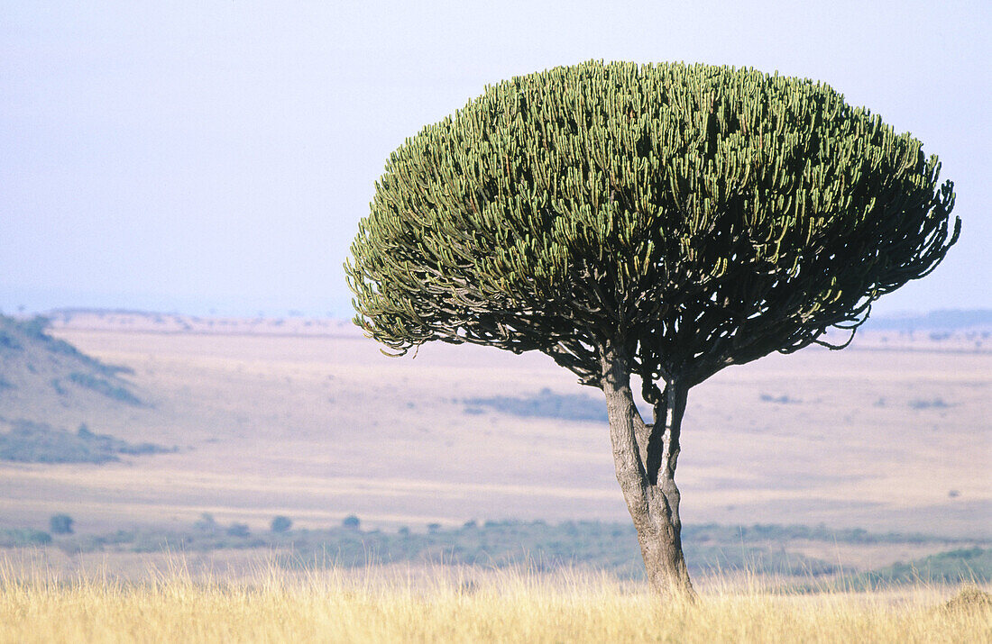 Candelabra tree (Euphorbia candelabrum). Masai Mara. Kenia