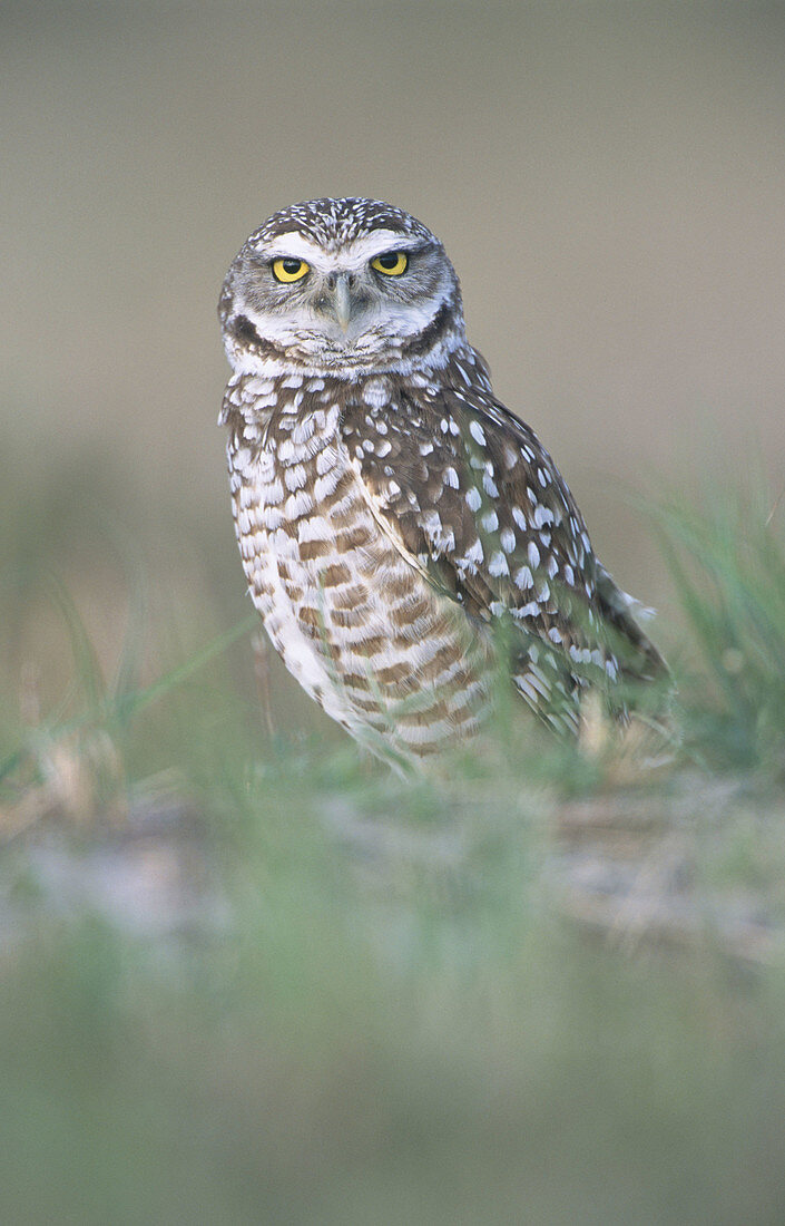 Burrowing Owl (Speotyto cunicularia). Florida, USA