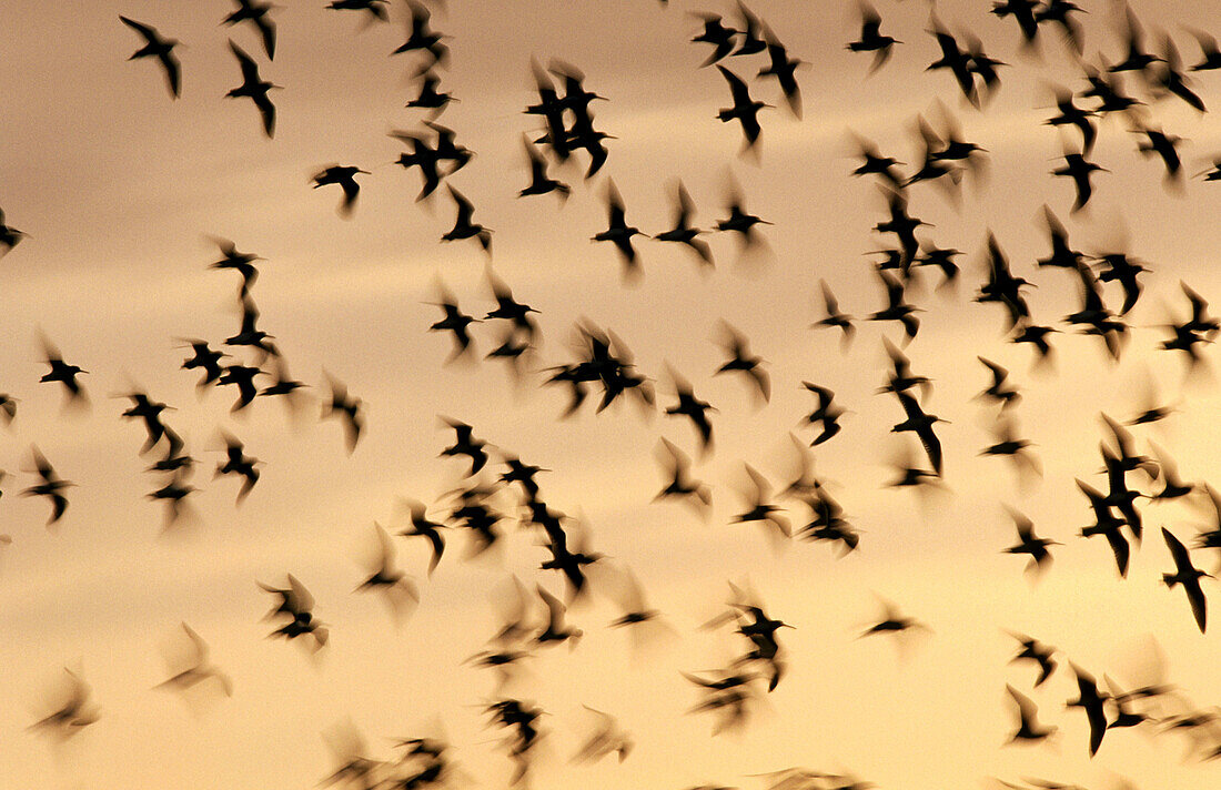 Flock of sandpipers. Sanibel Island. Florida. USA