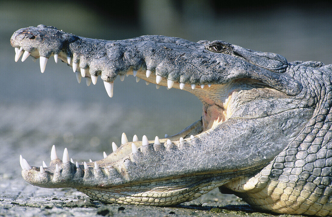 American crocodile (Crocodylus acutus). Everglades National Park. Florida. USA