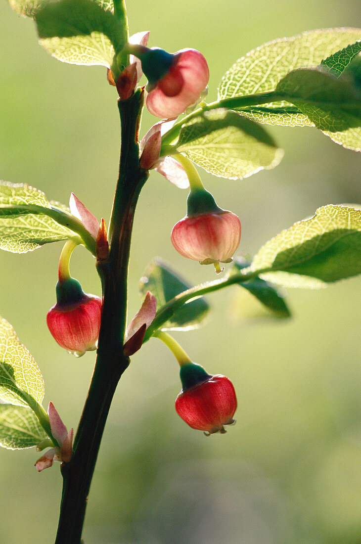 Flowers of the bilberry (Vaccinium myrtillus). Finland.