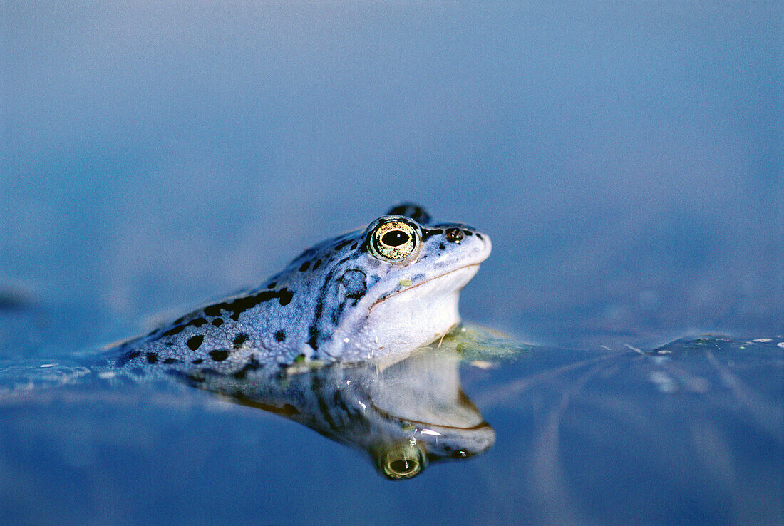 Moor frog (Rana arvalis) male in mating season. Niedersachsen. Lower Saxony. Germany.