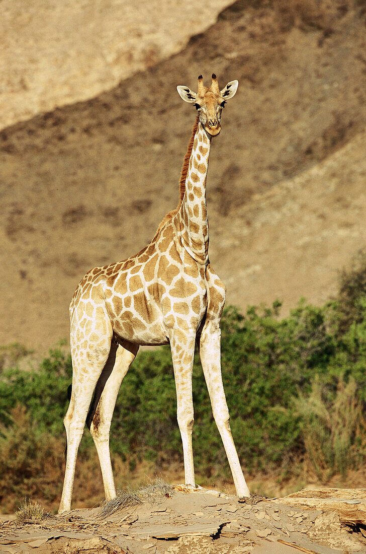 Giraffe (Giraffa camelopardalis). Hoanib river. Namibia.
