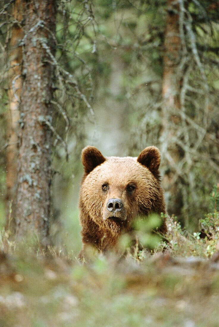 Brown bear (Ursus arctos). Finland.